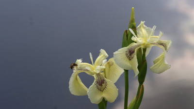 IMG_8463.jpg