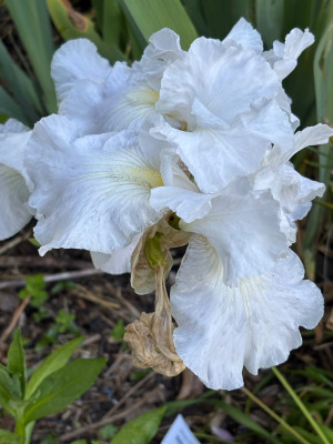 Madeira Belle
