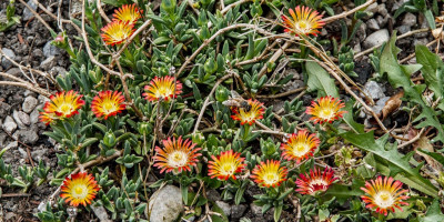 DELOSPERMA HELLBOY.jpg