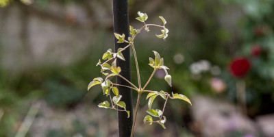CLEMATIS VITICELLA VENOSA VIOLACEA.jpg