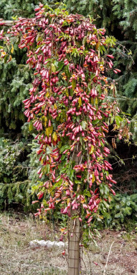 BIGNONIA CAPREOLATA 2.jpg