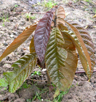 Loquat_17.1.09.jpg