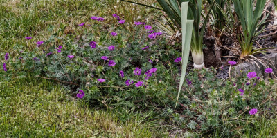 GERANIUM SANGUINEUM TINY MONSTER.jpg