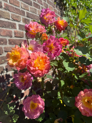IMG_0165.jpeg