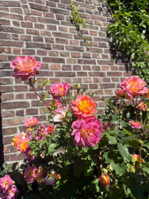 IMG_0164.jpeg