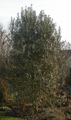 Olivenbaum_17.1.09.jpg