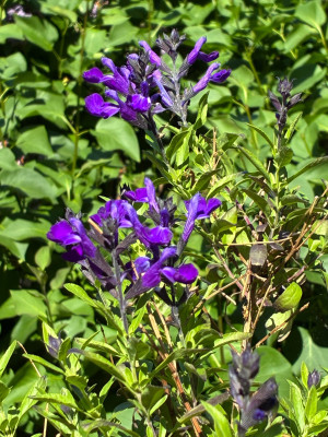 IMG_3431.jpeg