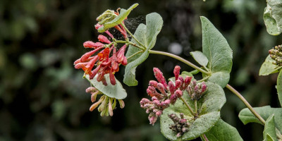 LONICERA BROWNII DROPMORE SCARLET 2.jpg