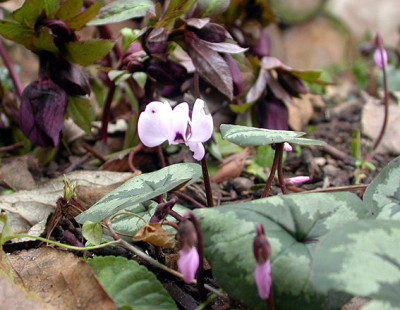 Cyclamen_17.1.09.jpg