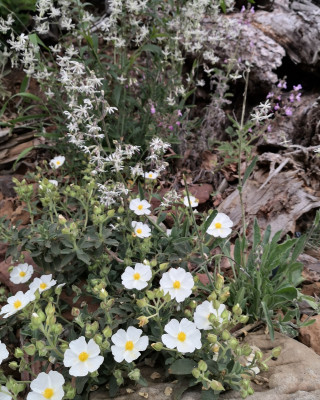 IMG_20260505_184647 cistus weiß.jpg
