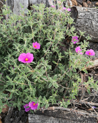 IMG_20260524_073807  Cistus creticus Ano Moulia.jpg