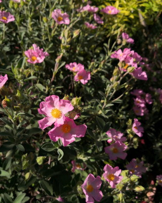 IMG_20260525_092921 Grayswood Pink.jpg