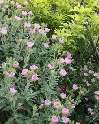IMG_20260527_073617 Sämling cistus x lenis grayswood pink.jpg