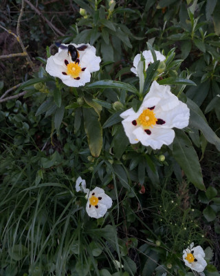 IMG_20260527_074016 Cistus ladanifer.jpg