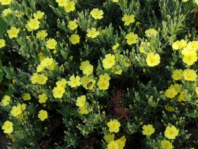 IMG_20260525_092343 halimium libanoticum April Sun.jpg