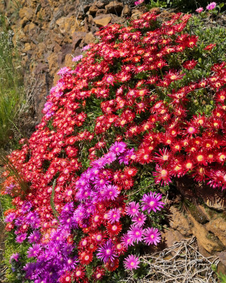 IMG_20260523_145719 Delosperma.jpg