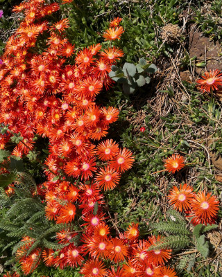 IMG_20260523_145714 Delosperma orange.jpg