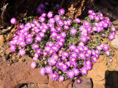 IMG_20260523_145849 Delosperma pink.jpg