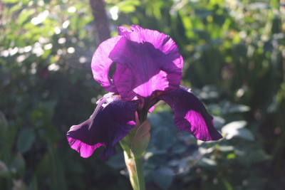 Iris Sign of Leo lila 5.JPG