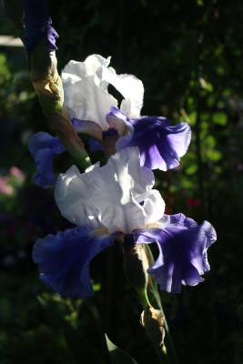 Iris Ride the Wind 21.JPG