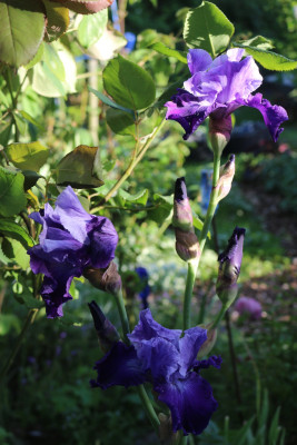 Iris Royalist 13.JPG