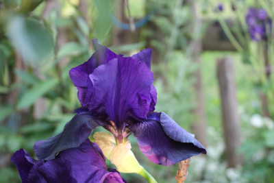 Iris dunkellila Sued 8.JPG
