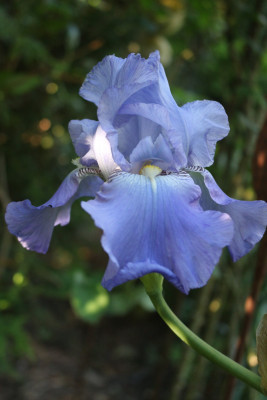 Iris Babbling Brook evtl 3.JPG