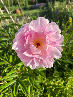 IMG_4489.jpeg