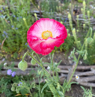 IMG_9256.jpeg