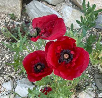 IMG_9257.jpeg