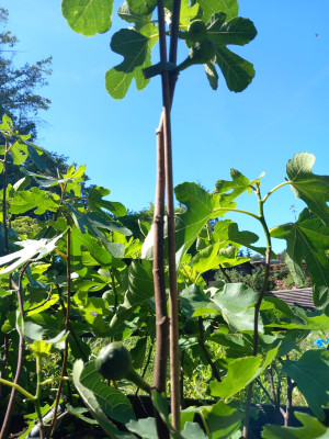 Unten die Breba... oben Herbstfeigen vom Vorjahr