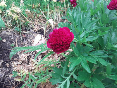Red Charme ?