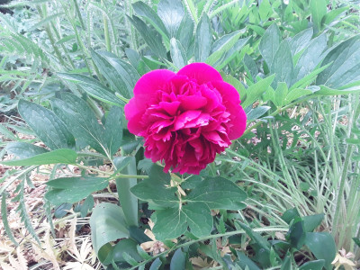 Red Charme?