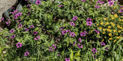 GERANIUM X PSILOSTEMON DRAGON HEART.jpg