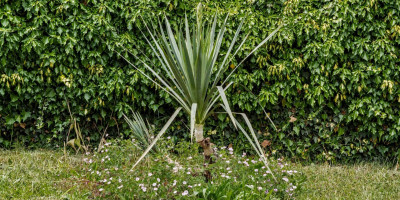 YUCCA RECURVIFOLIA X ARKANSANA BLÜHT.jpg