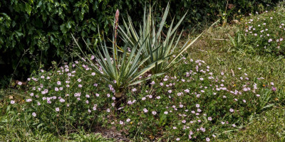 YUCCA RECURVIFOLIA X KARLSRUHENSIS BLÜHT.jpg