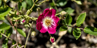 ROSA LIBERTAS.jpg