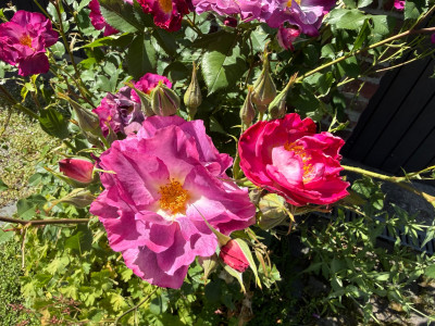IMG_0184.jpeg