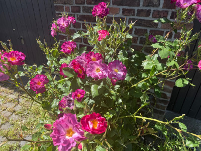 IMG_0183.jpeg
