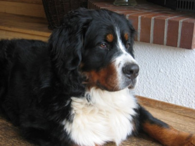 Bild_Enzo_002.jpg