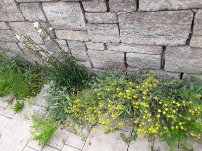 Campanula und Alyssum
