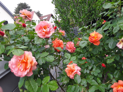 Westerland