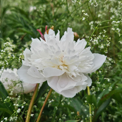 Paeonia Immaculée 20260530_152139.jpg