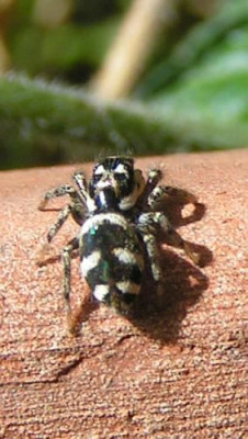 Salticus_scenicus_-_Springspinne_02.jpg