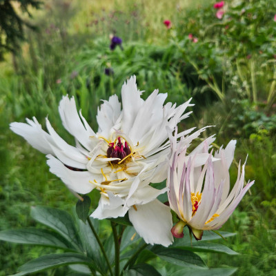 Paeonia Lois Kelsey 20260530_151807.jpg