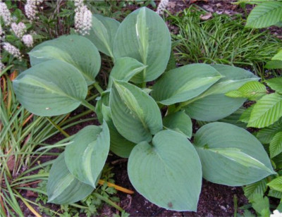 Hosta_Striptease.jpg