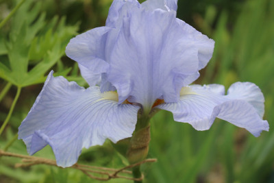 Iris hellblau Erstblüte 5.JPG