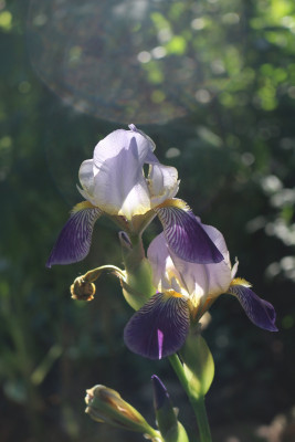 Iris sambucina 14.JPG