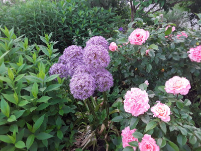 Kalium<br />Allium