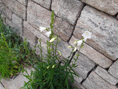 Glockenblume